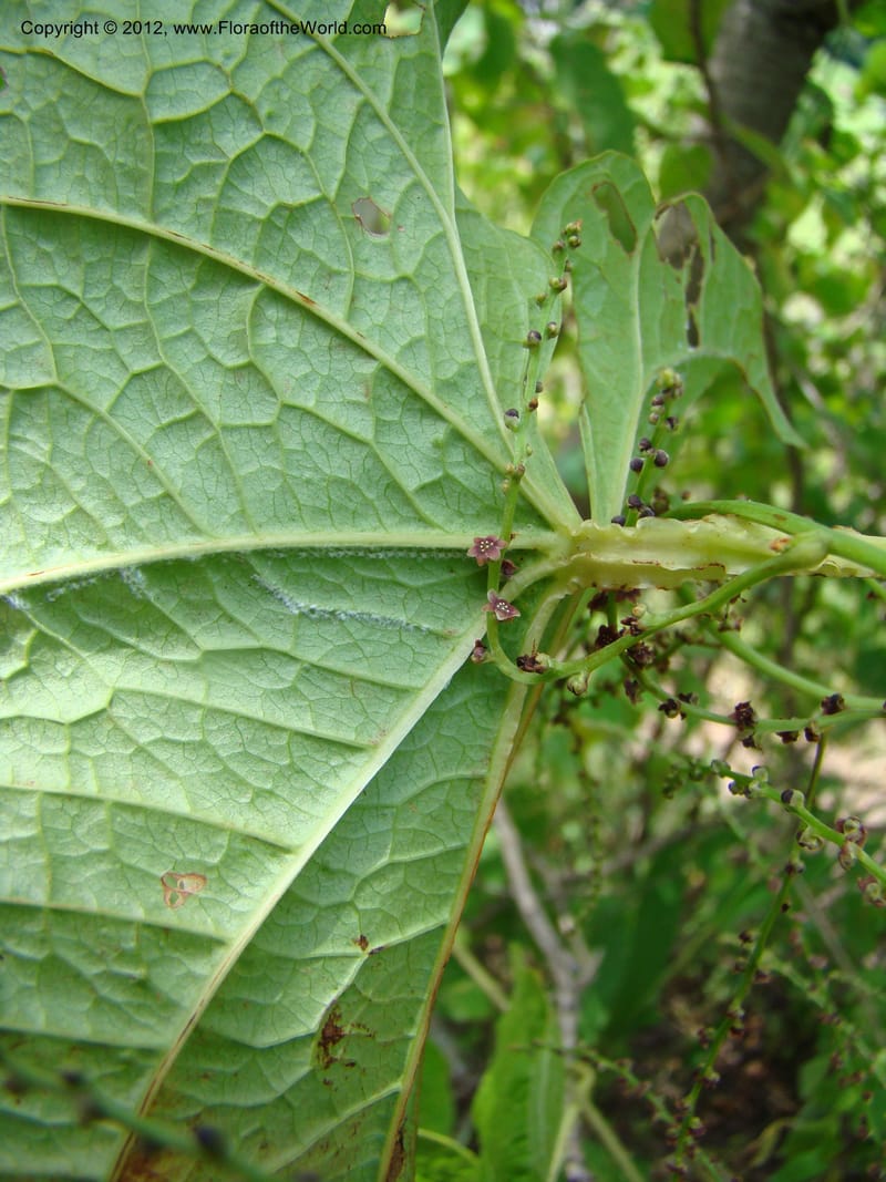 Dioscorea, N. Martinez M. 2431--MX. Chiapas. Jiquipilas. Cerro el Campanario. 14 Sep 08. 193 (14).jpg