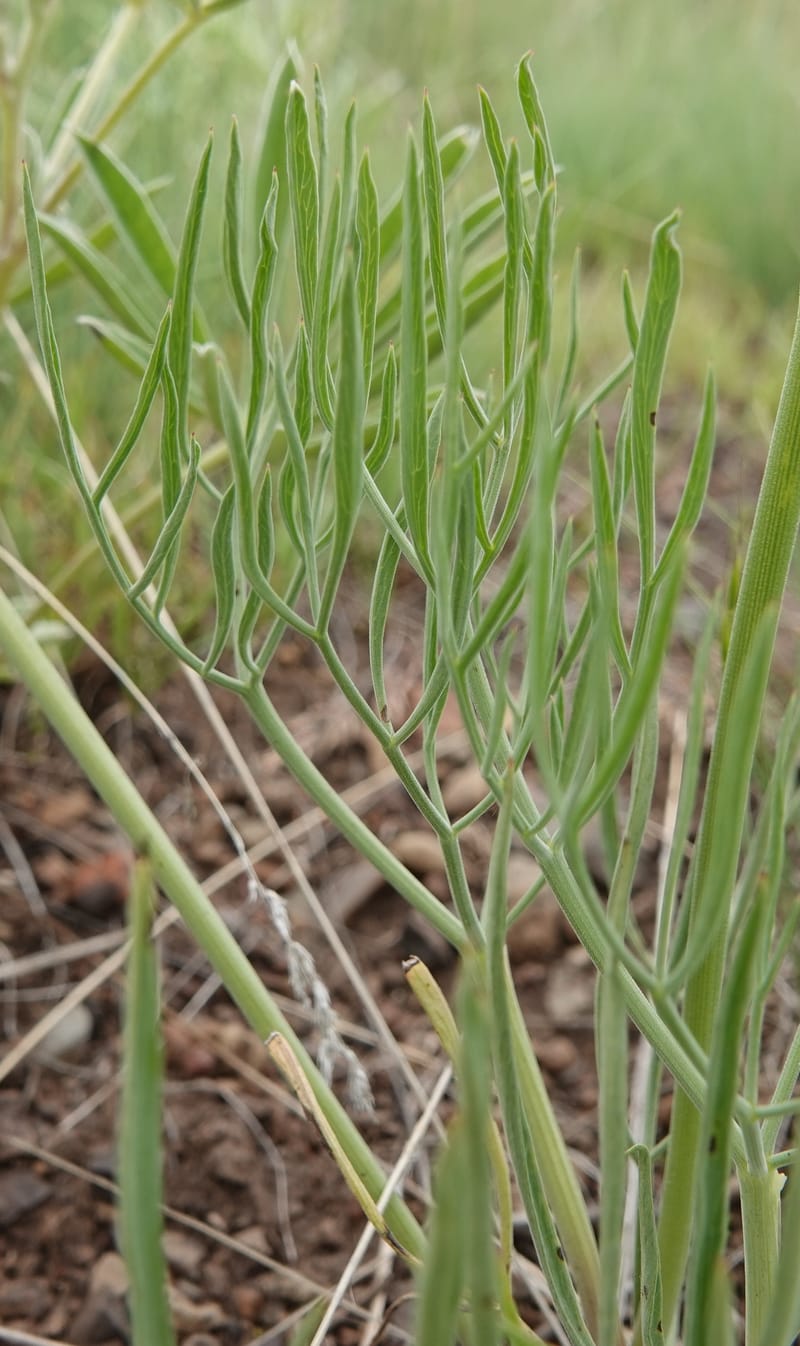 Lomatium triternatum, C. Davidson 13753--Oregon. Wallowa Co. Zumwalt.Trail Cr. Rd. 4 Jun 2018. DSC04078 (128).JPG