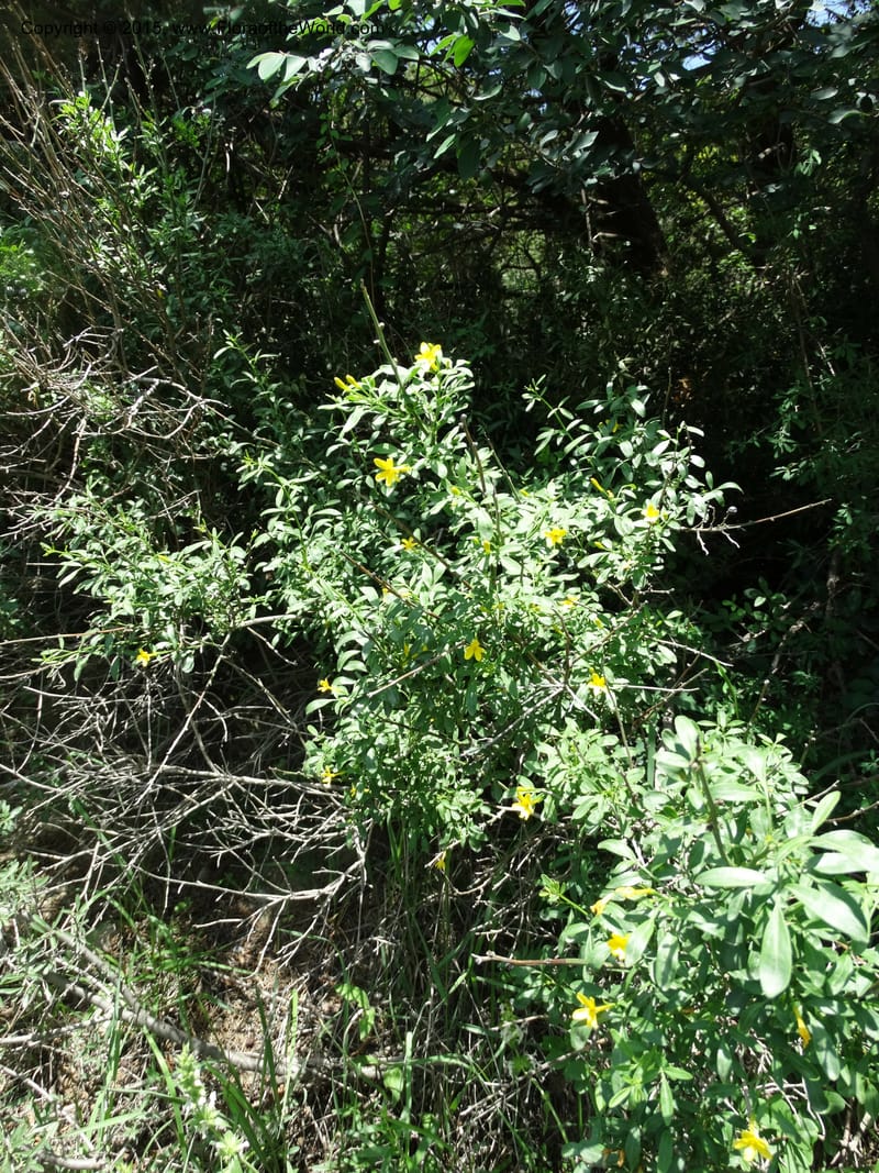 Jasminum fruticans, Davidson, C 12467--Georgia (Caucasus). Shio Mgvime. 7 Jun 2014. DSC07779 (192).JPG