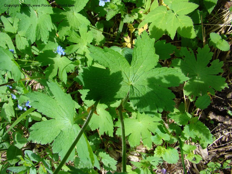 Slovenia. Kamniska Bistrica. 19 May 08. 006.jpg