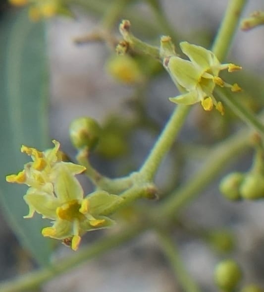 Schinus areira, Fortunato 13200--Argentina. Hwy 150 S of San Augustin. 9 Feb 2018. DSC09845 (81).JPG