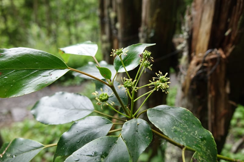 Trochodendron aralioides, Tseng Yu-Hsin 1327--Taiwan. Taroko Nat. Park. Mt. Bilu Trail. 21 May 2016.  (6).JPG