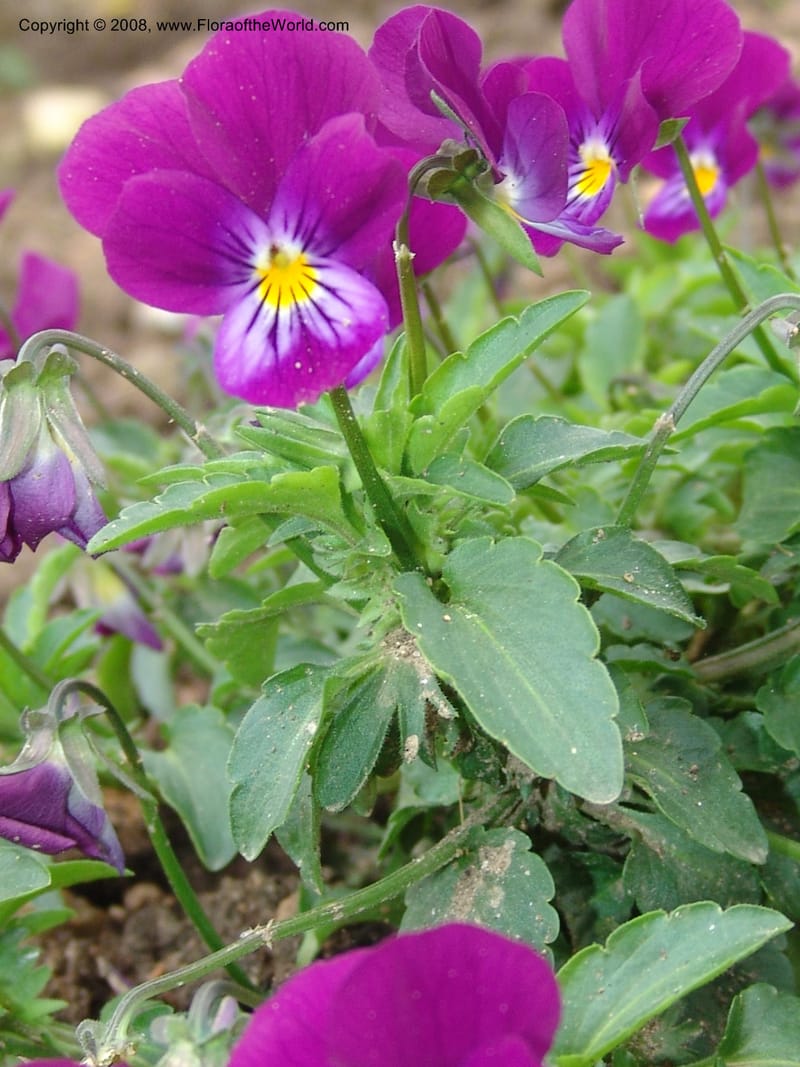 Viola tricolor--France. Paris. Jardin des Plantes. 28 Apr 05. 045.jpg