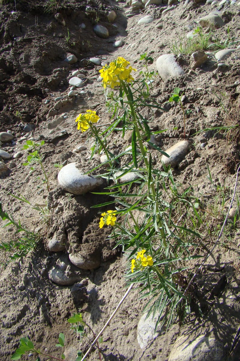 Erysimum capitatum, C. Davidson 11337--ID. Idaho Co. Salmon River Rd. 17 May 09. 014.jpg