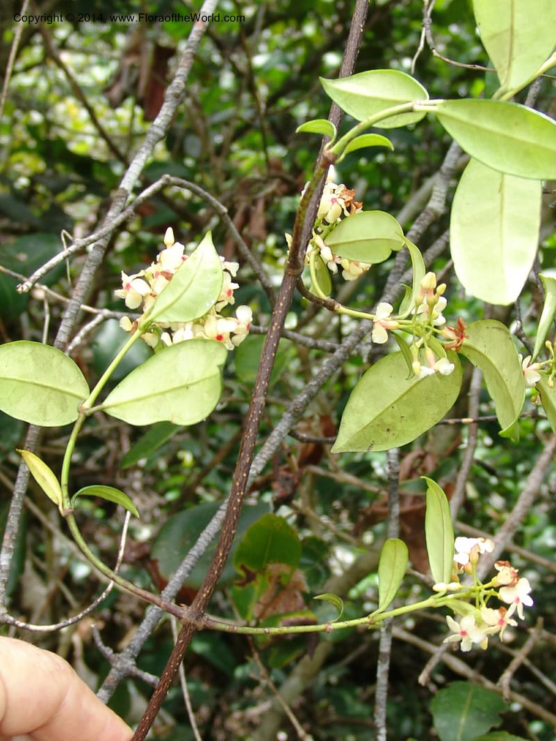 Alafia lucida, Walters, G 1660--Gabon. Prov. Estuaire. Mondah Forest. 16 Apr 06. 237 (13).jpg