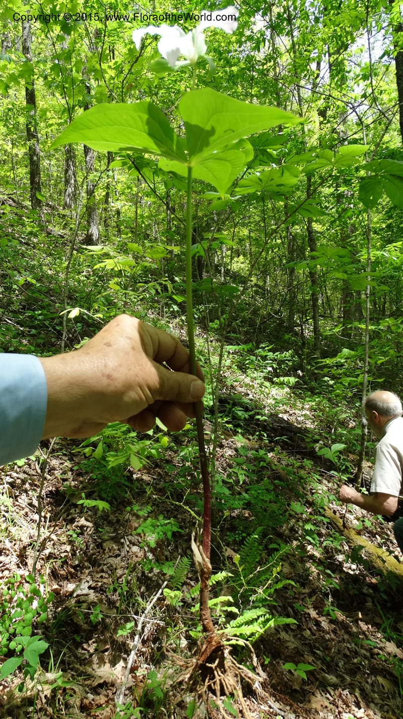 Trillium grandiflorum, Davidson, C 12998--North Carolina. Macon Co. Standing Indian. 14 May 2015. DSC05212 (230).JPG