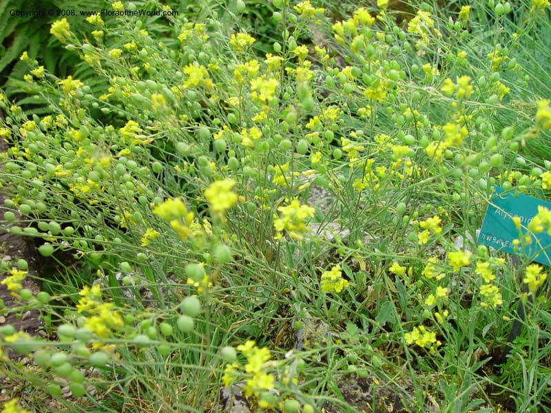 Alyssoides sinuata--France. Paris. Jardin des Plantes.  30 May 03. 086.jpg
