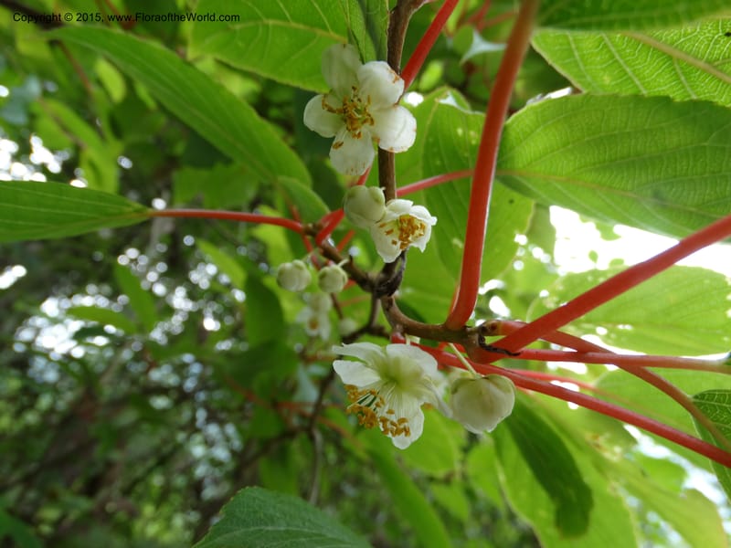 Actinidia, Boufford, D 43714--China. Sichuan. GanYangGou Rd. Km marker 7. 13 May 2014. DSC05676 (78).JPG