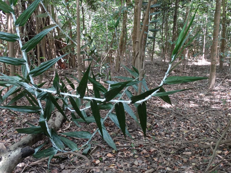 Flagellaria, Callmander, M 1254--New Caledonia. Nehoue Forest. 17 Nov 2015. DSC03041 (212).JPG