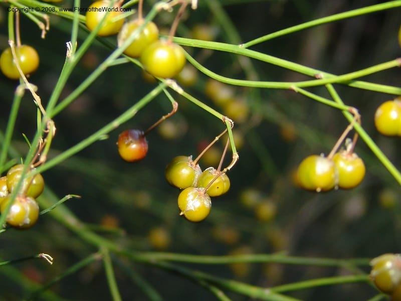 Asparagus virgatus--So.Africa. E. Cape. Joubert's Pass, SE of Lady Gray. 9 Mch 05. 309.jpg