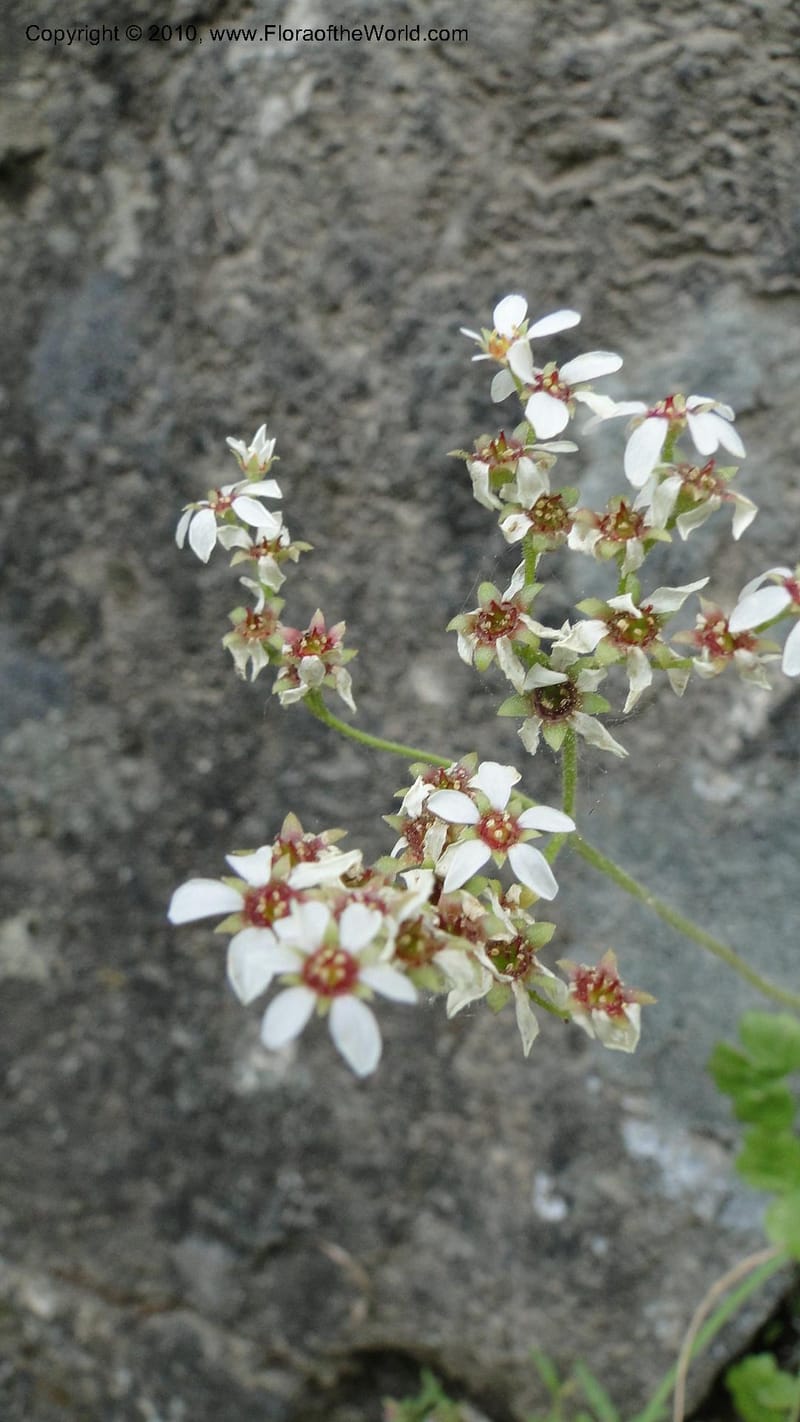 Suksdorfia ranunculifolia, B. Ertter 19978--Idaho. Valley County. 1 July 2010. 085 (25).jpg