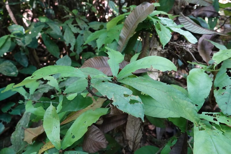 Poggea alata, C. Davidson 13956--Gabon. Arb. Sibang. 5 Nov. 2018. DSC02235 (45).JPG