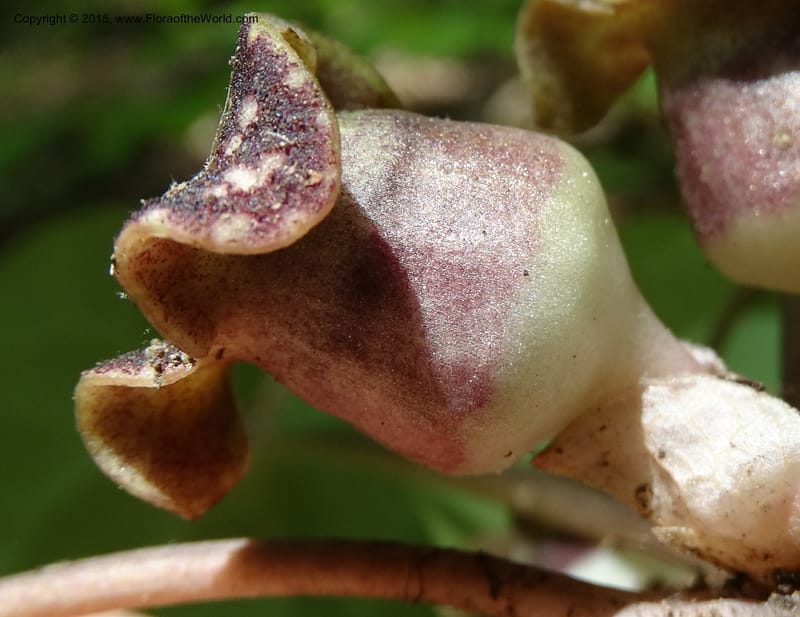 Asarum minus, Davidson, C 13010--Tennessee. Greene Co. Paint Rock, Paint Cr. 15 May 2016 (50).JPG
