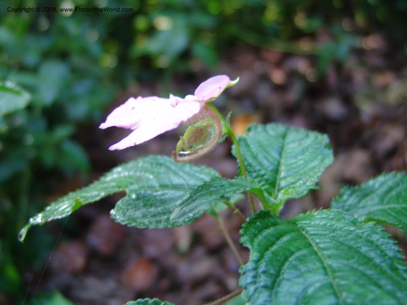 Impatiens--Kenya. Kakamega Forest. Rondo Retreat Ctr. 8 Jul 04. 044.jpg