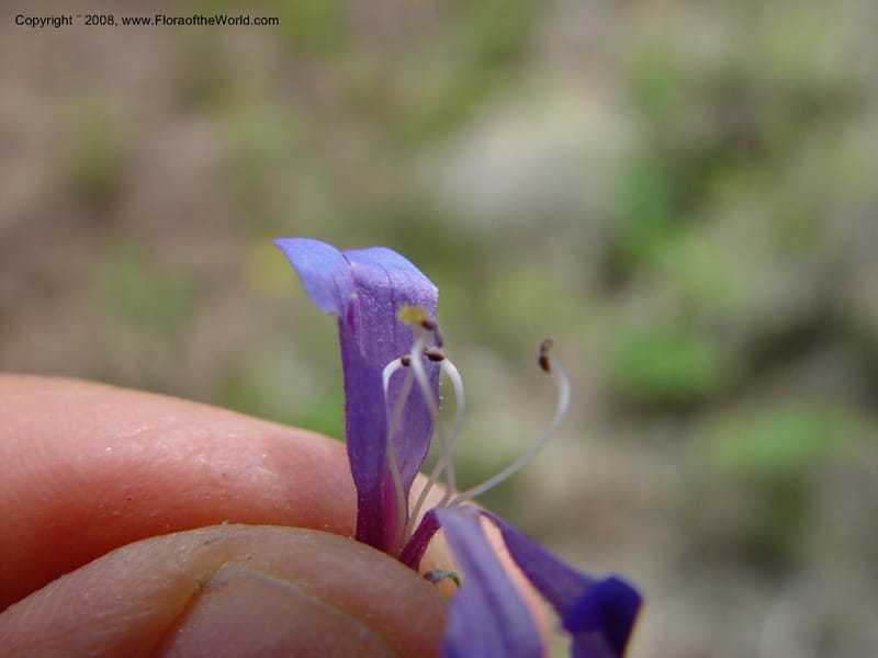Penstemon albertinus, [CDavidson10988]--ID. Idaho Co. Ca. 30 mi N of McCall. 12 Jun 03. 041.jpg