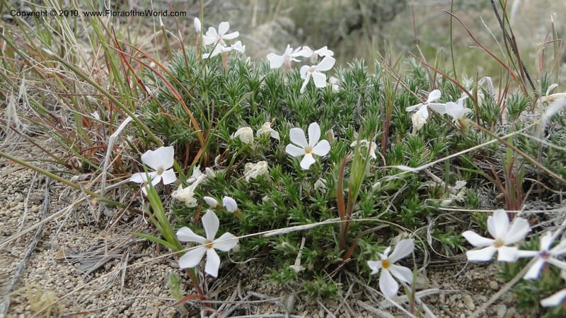 Phlox hoodii, C. Davidson 11744--Idaho.Owyhee Co. Mud Flat Rd. 22 April 2010 107 (107).jpg