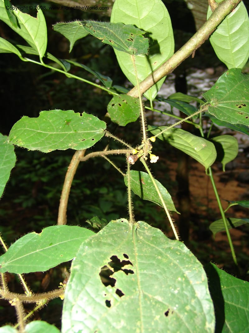 Cola marsupium, MLeal1063--Gabon. Prov. Estuaire. Monts de Cristal. 13 Apr 06. 040.jpg