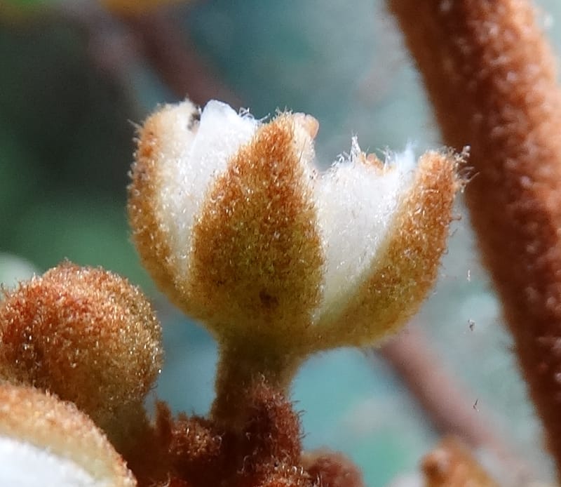 Storthocalyx sordidus, Callmander, M 1230--New Caledonia. Haute Robinson. 11 Nov. 2015. DSC00909 (98).JPG