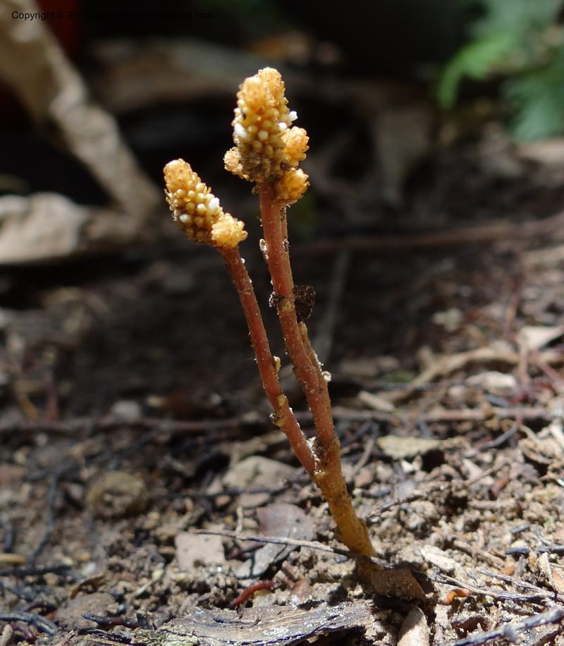 Epirixanthes kinabaluensis, SAN.153233--Malaysia, Sabah. Kinabalu N.P., Poring. 7 Apr 2012. DSC07549 (5).JPG