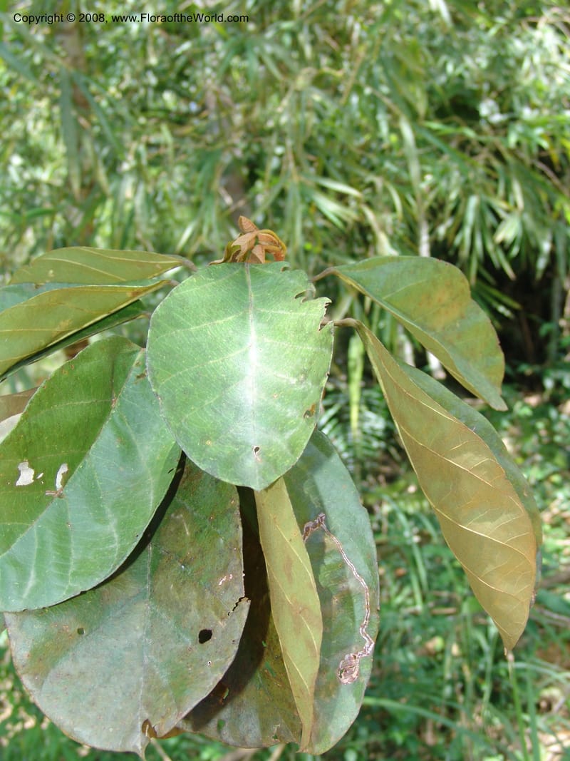 Sterculia tragacantha, GWalters1686--Gabon. Prov. Estuaire. Bambuchine, E of Libreville. 17 Apr 06. 055.jpg