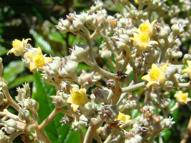 Argophyllum, JMunzinger4653--N.Caled. Dumbea Dam in Dumbea Riv, S of Noumea. 11 Nov 07. 197.jpg