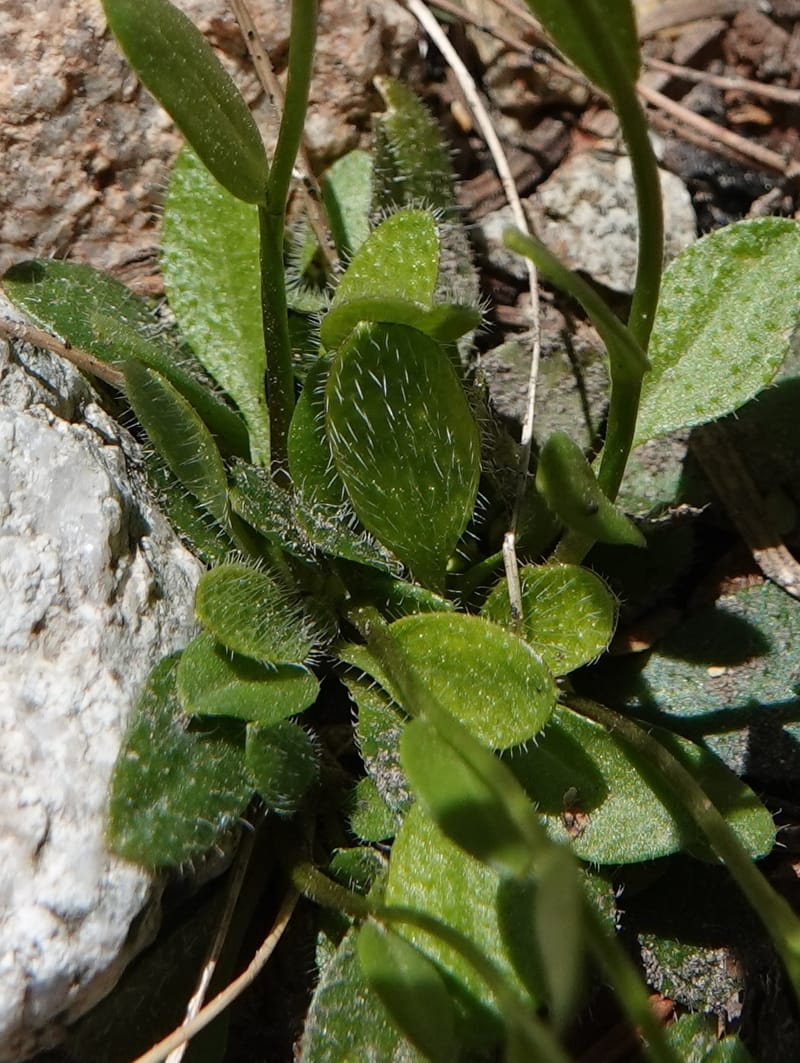 Arabis nuttallii, C. Davidson 14036--ID, Valley Co. Elkl Summit. 18 July 2019. DSC00995 (15).JPG
