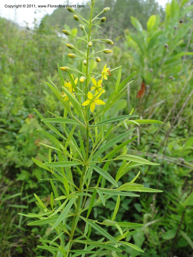 Lysimachia loomisii, Mori, S 27420, USA, No.Carolina, Jones County, 10.5 miles from junction with Hwy 58, E of Maysville, 23 May 2010 (2).JPG