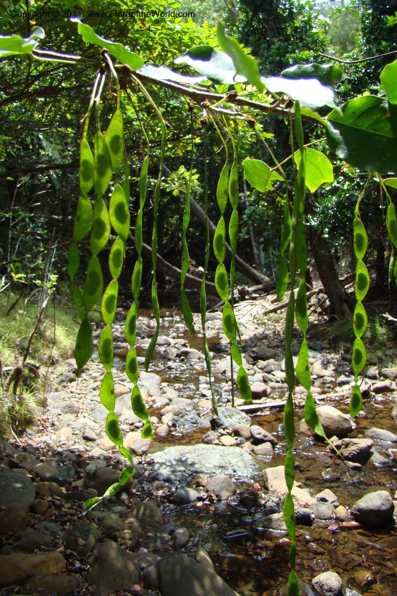 Arthroclianthus, M. Callmander 764--New Caledonia. Upper Tene River Valley. 19 Jan 2010. 377 (48).jpg