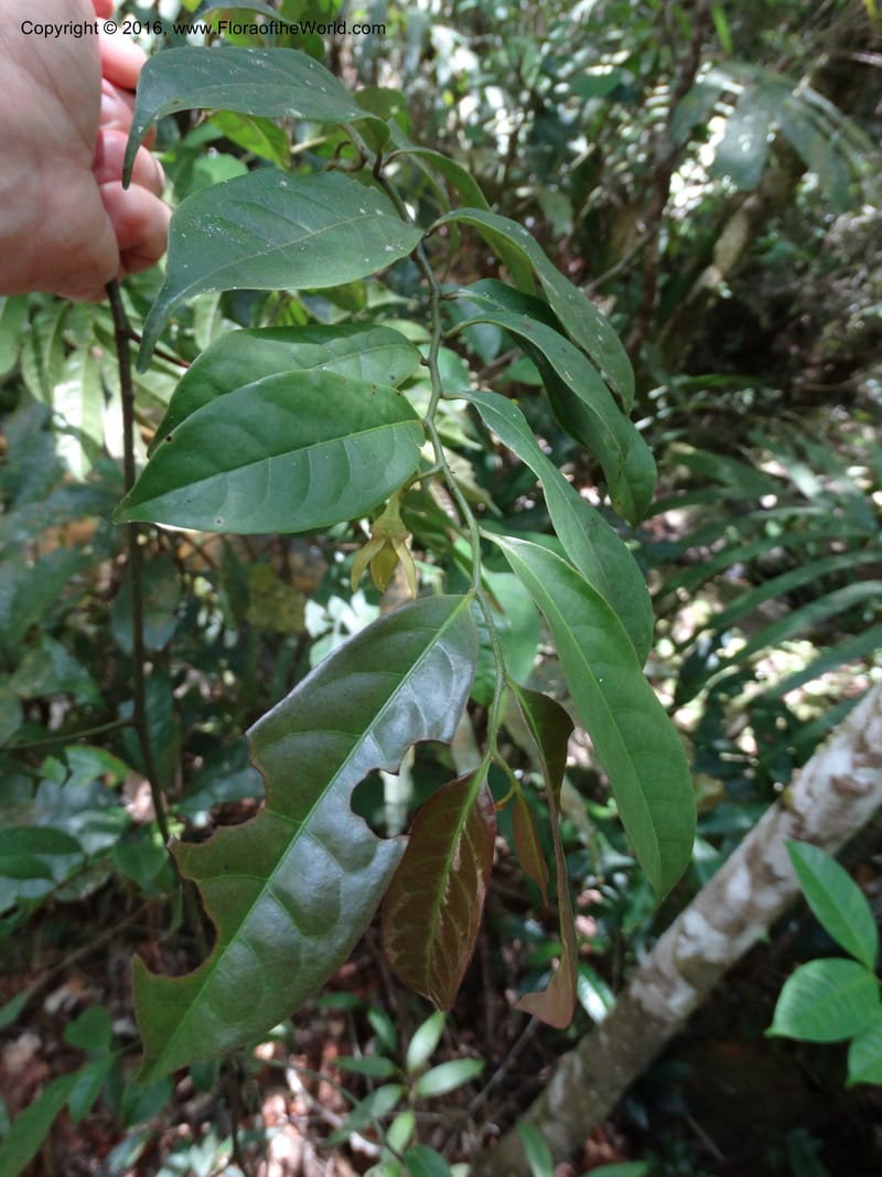 Artabotrys, Davidson, C 12924--Sabah. Kinabalu Nat. Park. Bundu Tuhan View Trail. 28 Mar 2015. DSC00951 (221).JPG
