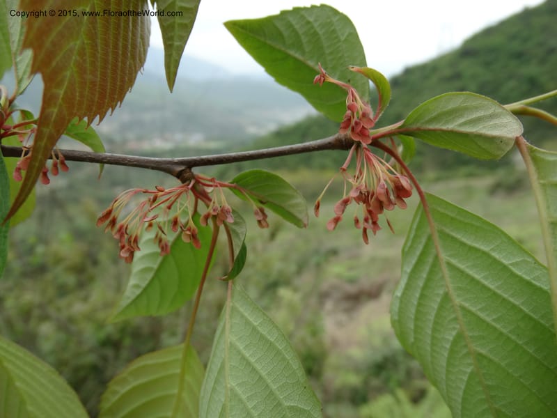 Euptelea pleiosperma, Boufford, D 43587--China. Sichuan. Tudiling Tunnel. 6 May 2014. DSC03860 (149).JPG