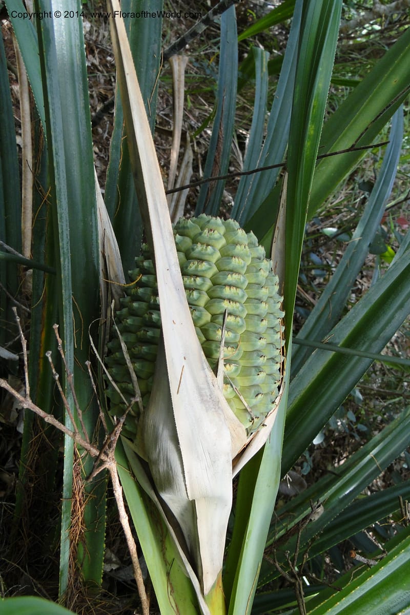 Pandanus decumbens, M. Callmander 978--New Caledonia. Mine St. Louis Boulinda. 18 Feb 2011. 052 (20).jpg