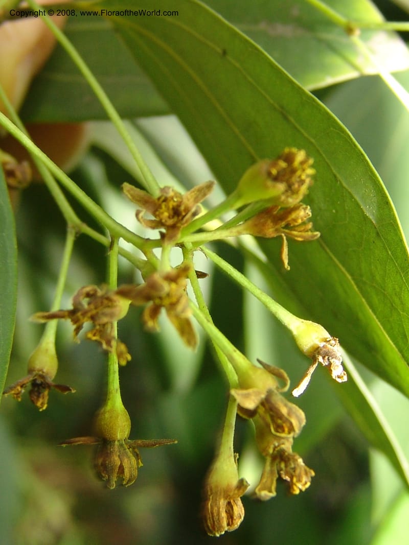 Cinnamomum jensenianum, 040920901--China. Hubei. Wuhan Botanical Garden. 24 Apr 07. 222.jpg