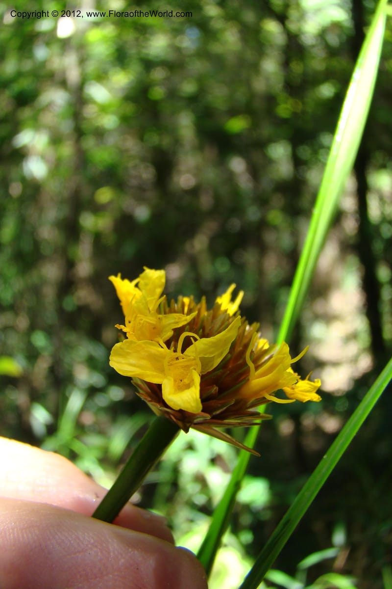 Xyris, Regalado 1745--Viet Nam. Thua Thien Hue Prov. Phu Loc Distr. Bach Ma. 13 Apr 09. 298.jpg