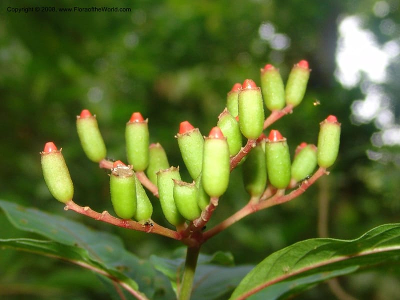Hamelia patens--Costa Rica. Prov. Limon. La Selva Biol. Station. 5 Nov 05. 019.jpg