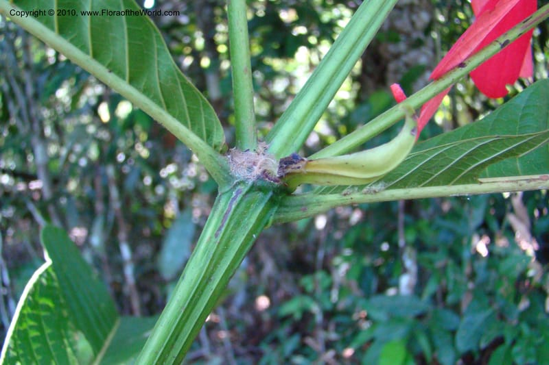 Warszewiczia, Vasquez 34793--Peru. Loreto. Dist. Nauta. Miraflores, Rio Tigre. 10 Nov 08. 667.jpg