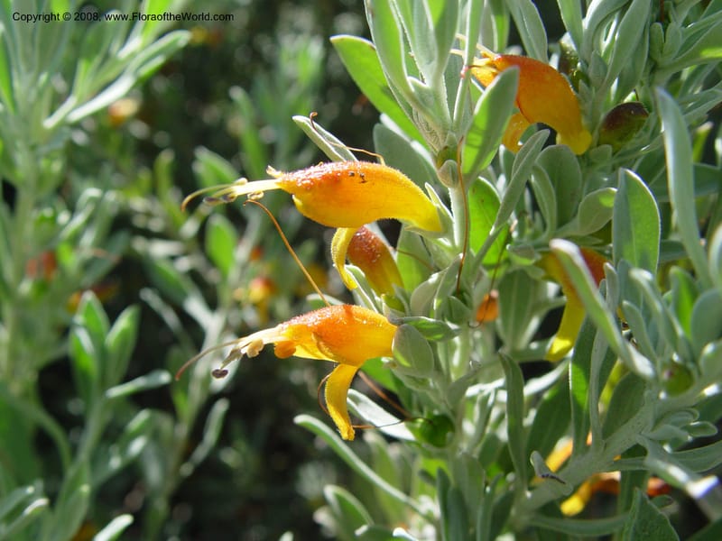 Eremophila glabra--Spain. Barcelona Botanic Garden. 21 Apr 04. 040.jpg