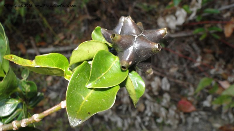 Morinda retusa, N. Manjato 187--Madagascar. E of Ambositra toward Antoetra. 2 May 2010 388 (4).jpg