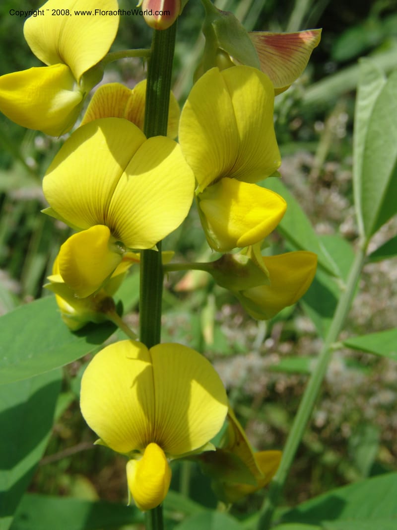 Crotalaria retusa--Cameroon. Limbe Botanic Garden. 12 Oct. 04. 155.jpg
