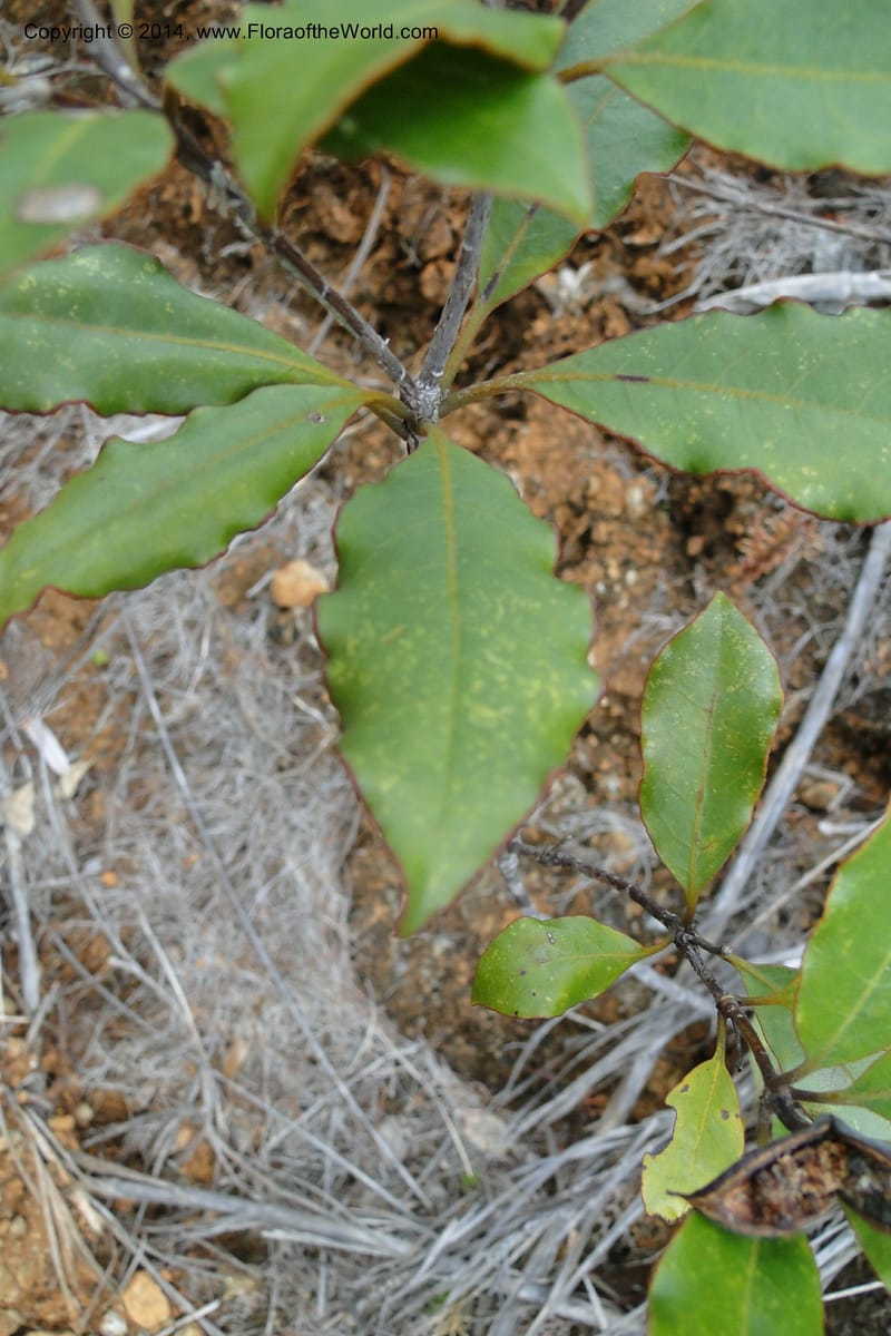Pittosporum veillonii, J. Munzinger 6583--New Caledonia. Mine St. Louis Boulinda. 18 Feb 2011. 142 (3).jpg