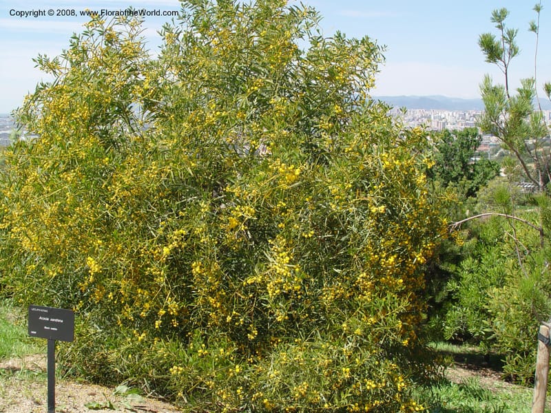 Acacia xanthina--Spain. Barcelona Botanic Garden. 19 Apr 04. 085.jpg