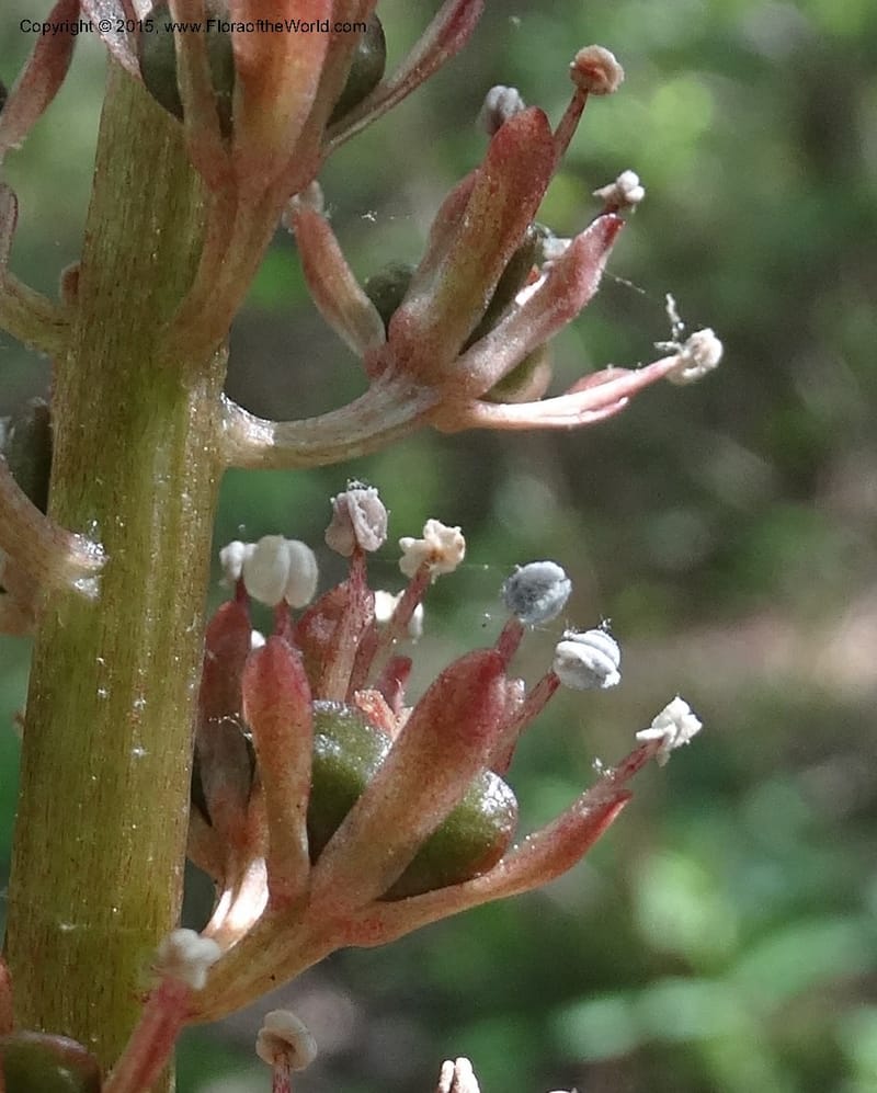 Helonias bullata, Not collected--North Carolina. Trans. Co. W Cradle of For. 11 May 2015. DSC03837 (90).JPG