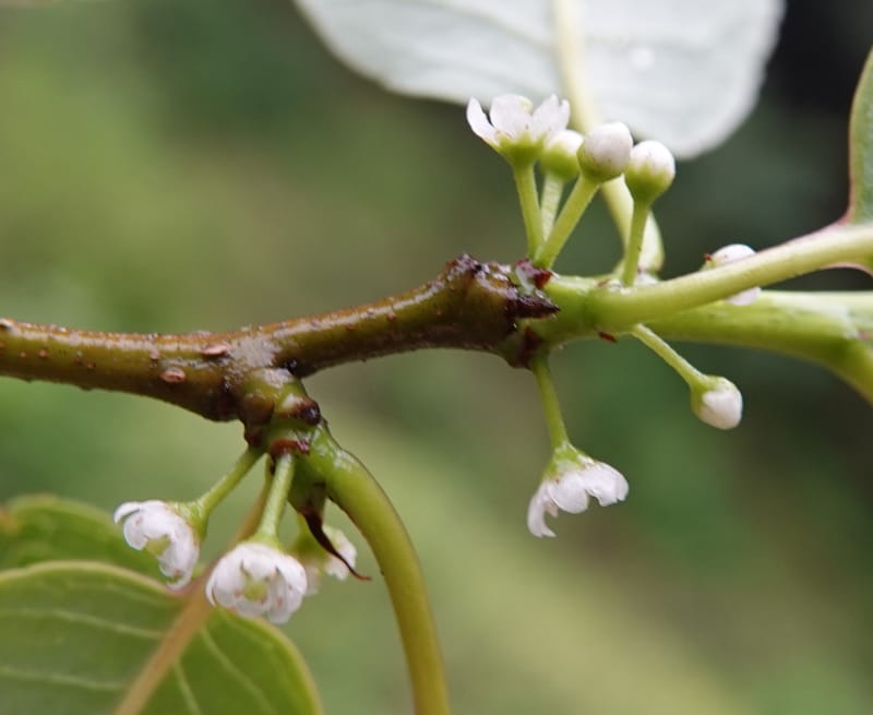 Ilex polyneura, D. Boufford 44125--China. Yunnan. Da Wei Shan. 2 May 2018. DSC01093 (317).JPG