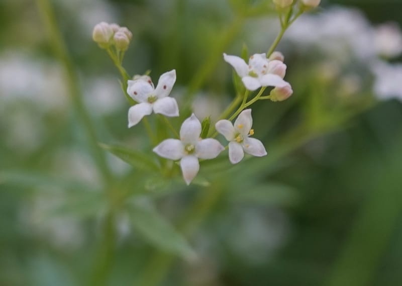 Galium asperrimum, C. Davidson 14086--ID. Valley Co. Lick Creek Rd. 4 Aug 2020. DSC06325 (7).JPG