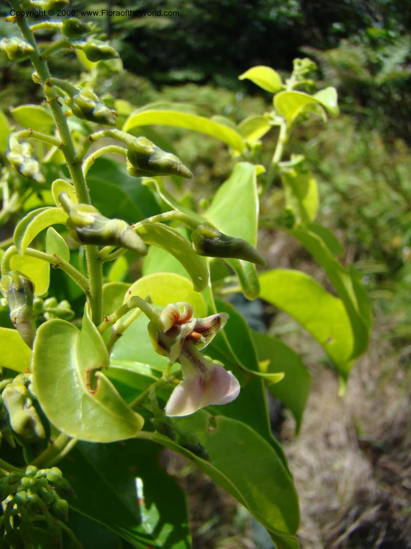 Agatea rufotomentosa, JMunzinger4707--New Caledonia. Mandjelia. 13 Nov 07. 130.jpg