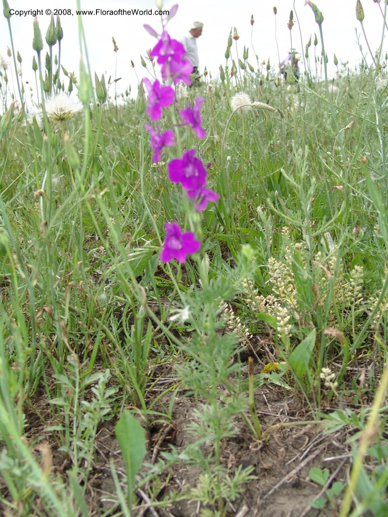 Consolida divaricata--Georgia. Gori Upland, Gareji Steppe. Near salty lake. 9  Jun 05. 025.jpg