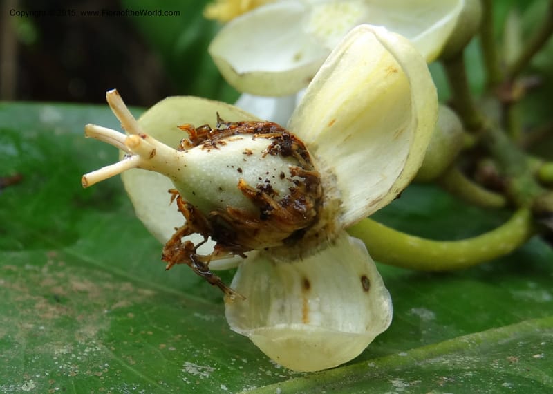 Oncoba, Davidson, C 12336B--Cameroon. Mokoko For. Res. 20 Mar 2014. DSC02622 (11).JPG
