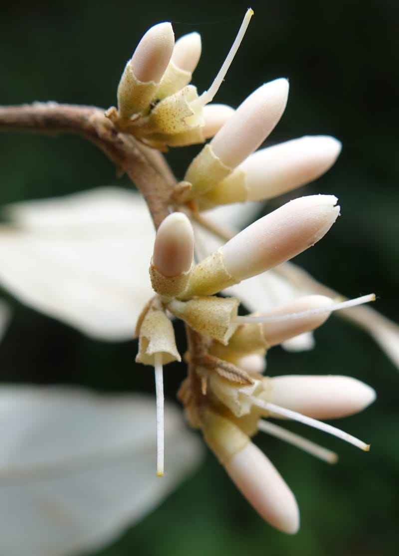 Styrax suberifolia, Chung Kuo-Fang 3354--Taiwan. Wulai Distr. Wulai village. Chia Jiao Liao. 19 May 2016.  (48).JPG
