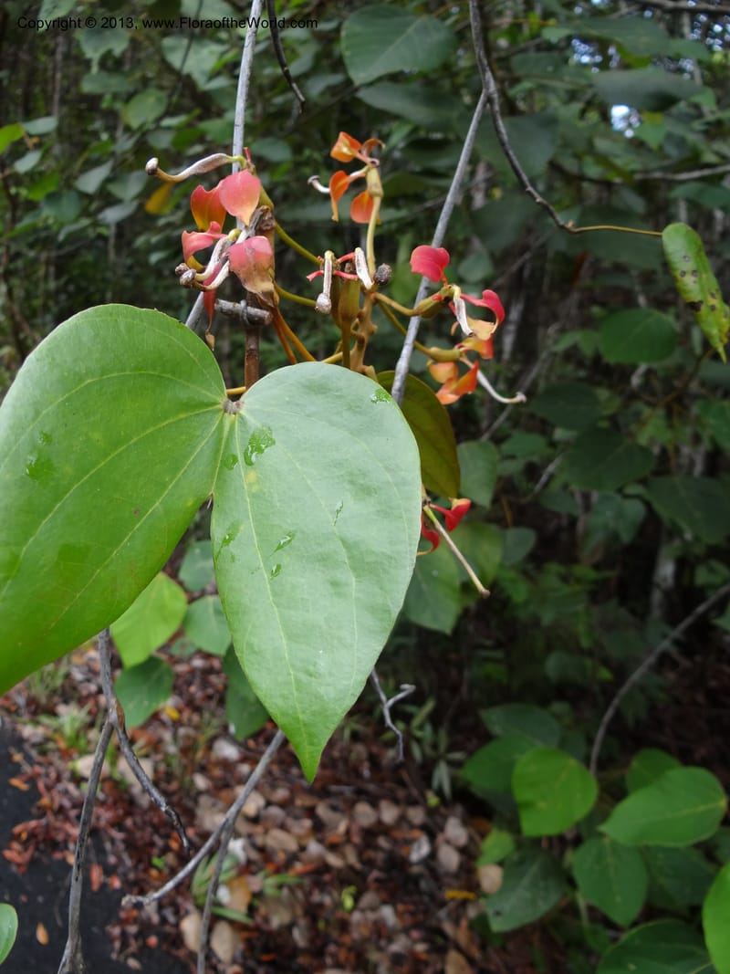 Bauhinia kockiana, SAN.153247--Malaysia, Sabah. Tawai For. Res. 9 Apr 2012. DSC07890 (15).JPG