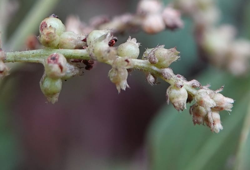 Wendlandia ligustrina, D. Boufford 44129--China. Yunnan. Meizi Lake Park. 3 May 2018. DSC01424 (237).JPG