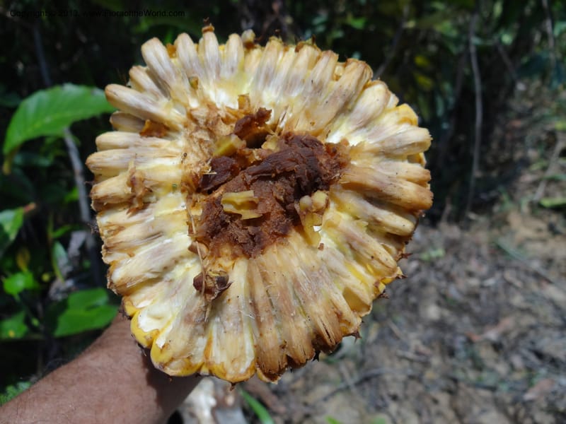 Pandanus kamiae, Callmander, M 1021--Sabah. Klias Forest Reserve. 3 Apr 2012. DSC06489 (91).JPG